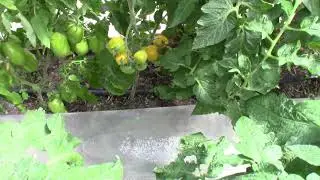 Томат Июньский желтый (Королевский сад Ильи Королева)