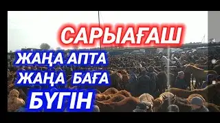 ЖЫЛҚЫ БИЕ ТАЙ БАҒАСЫ | САРЫҒАШ МАЛ БАЗАРЫ БҮГІН | Мал базар 2024