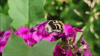 Эту музыку можно слушать вечно! Сергей Чекалин! Божественная музыка, способная тронуть Сердце!