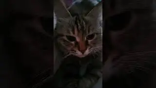 #джейсонстэйтем