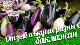 Отзыв о фиолетовом, белом и зелёном баклажанах. Как быстро приготовить баклажаны?