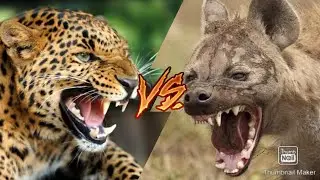 ЛЕОПАРД VS ГИЕНА!