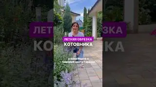 ДАРИМ ГАЙД ПО УХОДУ ДА ТУЯМИ НА 10 ЛИСТАХ НА ГОД👉В описании канала #сад #садоводство #садовыйцентр
