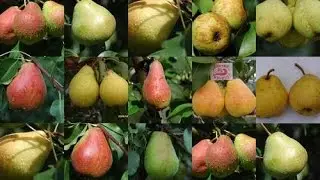 Сорта груш Pear