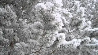 Снежный лес - Футажи для видеомонтажа