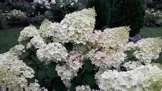 ✿➽ Гортензия Диамантино, пять лет в саду   🌺🌿 сезон 2019