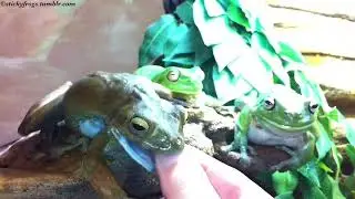 That Treatie is Too Small! Round Frog will also have All Of This Finger!