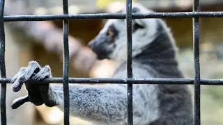 Зоопарк в Ялте и небольшая прогулка по вечерней набережной