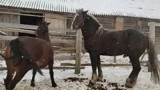 Знакомство  лошадей зимой