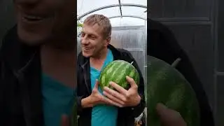 Внимание ‼️Снимаем арбуз😉