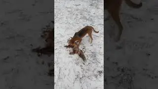 Лиса по первому снегу из под молодой собаки
