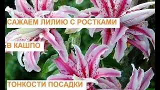 Посадка лилий Сажаем лилию клубни с ростками в кашпо Тонкости посадки