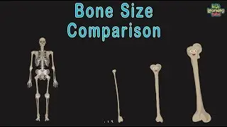 Universe Size Comparison Bone Size Comparison