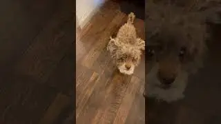 Tough guy Pablo
