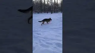 Барон скоростной