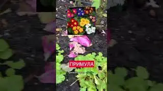 Многолетники, у которых не жухнет листва
