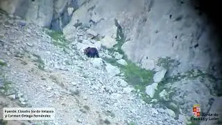 Dos ejemplares de oso pardo se pelean en la Montaña Palentina