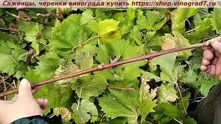 Подмороженная лоза кишмиша Цимуса имеет другой цвет. Для форума https://forum.vinograd7.ru/