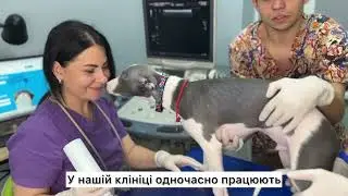 УЗД тваринам