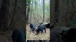 Wild Hogs Looking for Food #animalshorts #trailcam #wildboar #wildlife #instagood