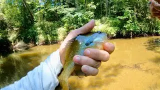 Catching a Panfish on the Fly in Alabama (Fly Fishing)