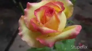Fotos Caseiras (Flores)