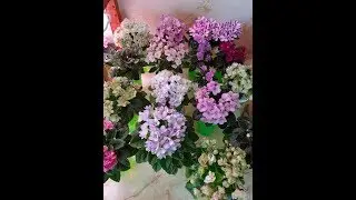 Прямой эфир от 16.06.19. Лучшие сорта минифиалок. Удобрения. Торф. Болталки