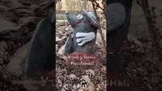 Мой сад в апреле🍃🍃🍃