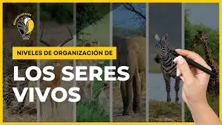 10 Niveles de ORGANIZACION de los SERES VIVOS 🌎 👨‍🦲🐒🦜