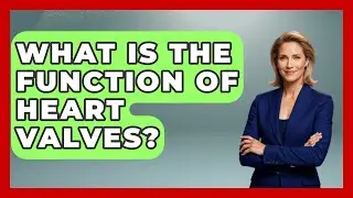 What Is The Function Of Heart Valves? - The Wild Life Explorer