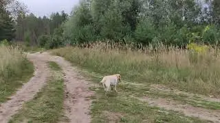 Собака ест траву, причина