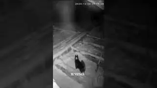 Волк в деле