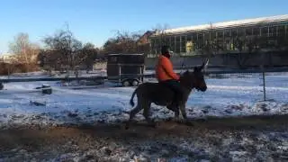 Тренировка по верховой езде, осел во главе смены (ШВЕ Династия)