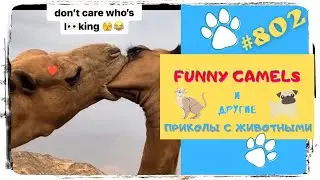 Funny Animals 😉 Funny with Animals 🤣 Смешные Животные 😜 Приколы с Животными 😹