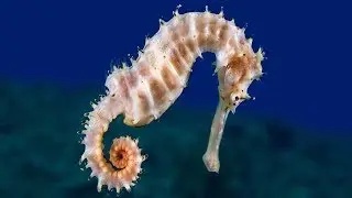 Интересные факты о морских коньках