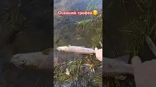 Осенний трофей