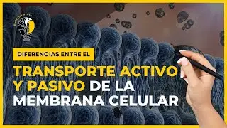 TRANSPORTE ACTIVO y PASIVO de la membrana celular 🔥 🔥 🔥