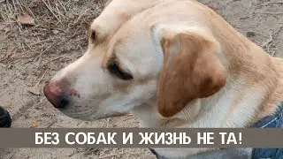 Без собак и жизнь не та! Кто молодец?
