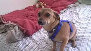 June 14 2009 Toby in Bed  2