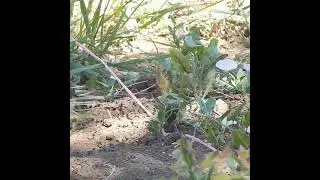 Большая синица добывает стройматериал