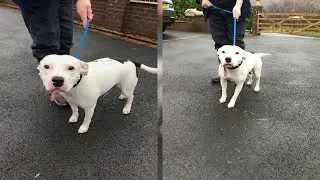 'Scores of People' Offer to Adopt Dog Named Snoop After Video Shows Him Getting Abandoned - News tod