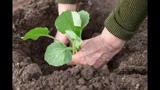 Посадка капусты в грунт моим проверенным способом Не страшны заморозки и недостаток влаги