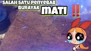 penyebab burayak ikan cupang mati