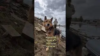 Верный друг ждёт своих хозяев😢 распространите это видео пожалуйста🙏
