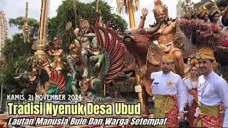 Lautan Manusia Bule Pun Ikut… Tradisi Nyenuk Dan Peed Desa Ubud Bali Tahun 2024