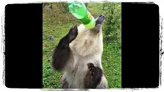 ПРИКОЛЫ С ЖИВОТНЫМИ FUN WITH ANIMALS 