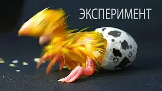 Повторил эксперимент Сливки Шоу Цыпленок из магазинного яйца ШОК!