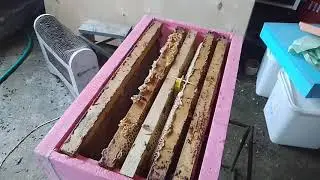 ИО матка от Гращенко, подсадка в отводок, как развилась ф-ка!))