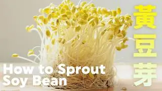 How to Sprout Soybean in different ways  @beanpandacook ​
