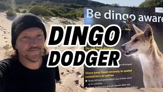Dingo Dodger